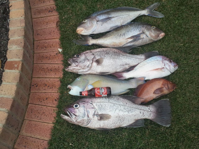 Todays catch